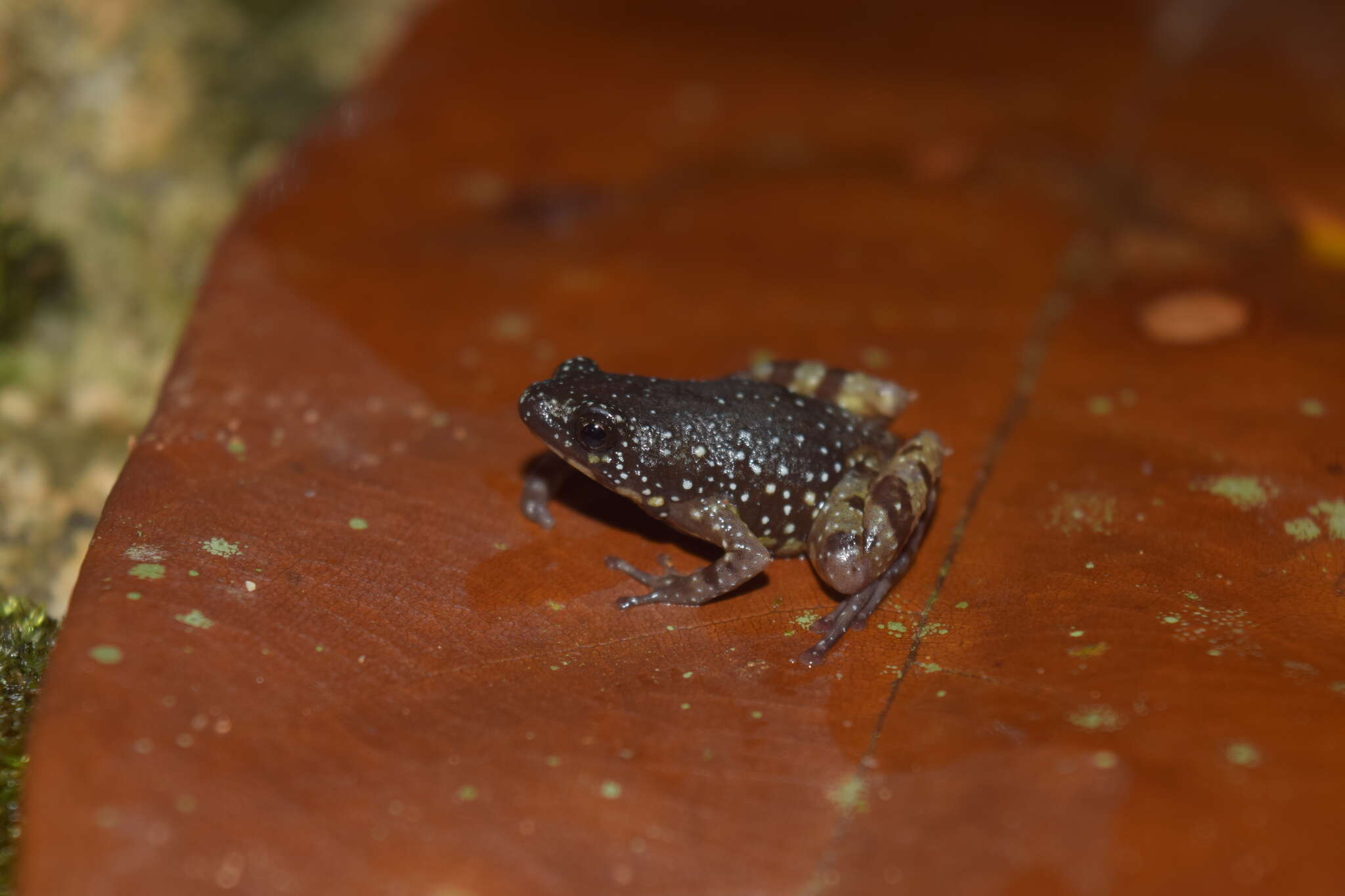 Chaperininae Peloso, Frost, Richards, Rodrigues, Donnellan, Matsui, Raxworthy, Biju & Lemmon et al. 2016的圖片