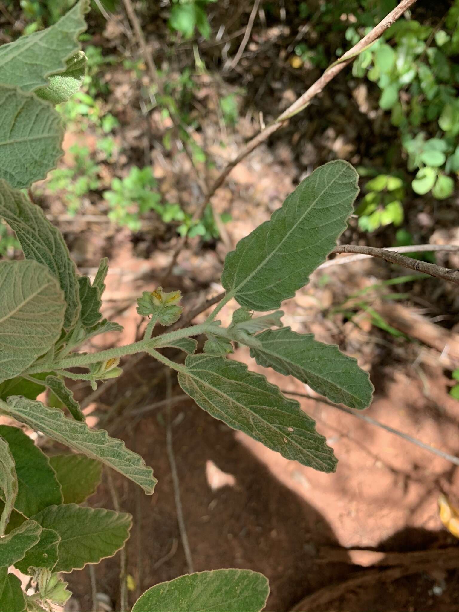 Image of Corchorus kirkii N. E. Br.