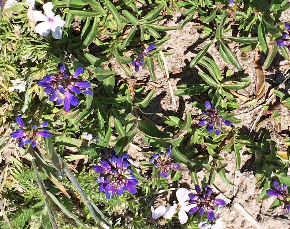 Penstemon procerus Dougl. ex Graham resmi