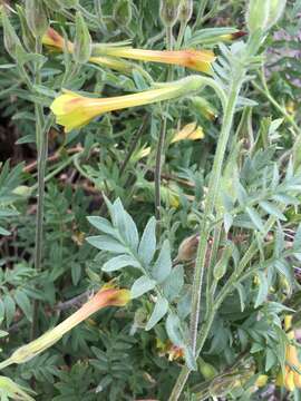 Image of fewflower Jacob's-ladder