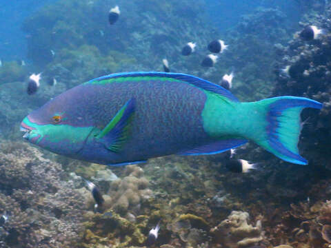 Image of Bridled Parrotfish