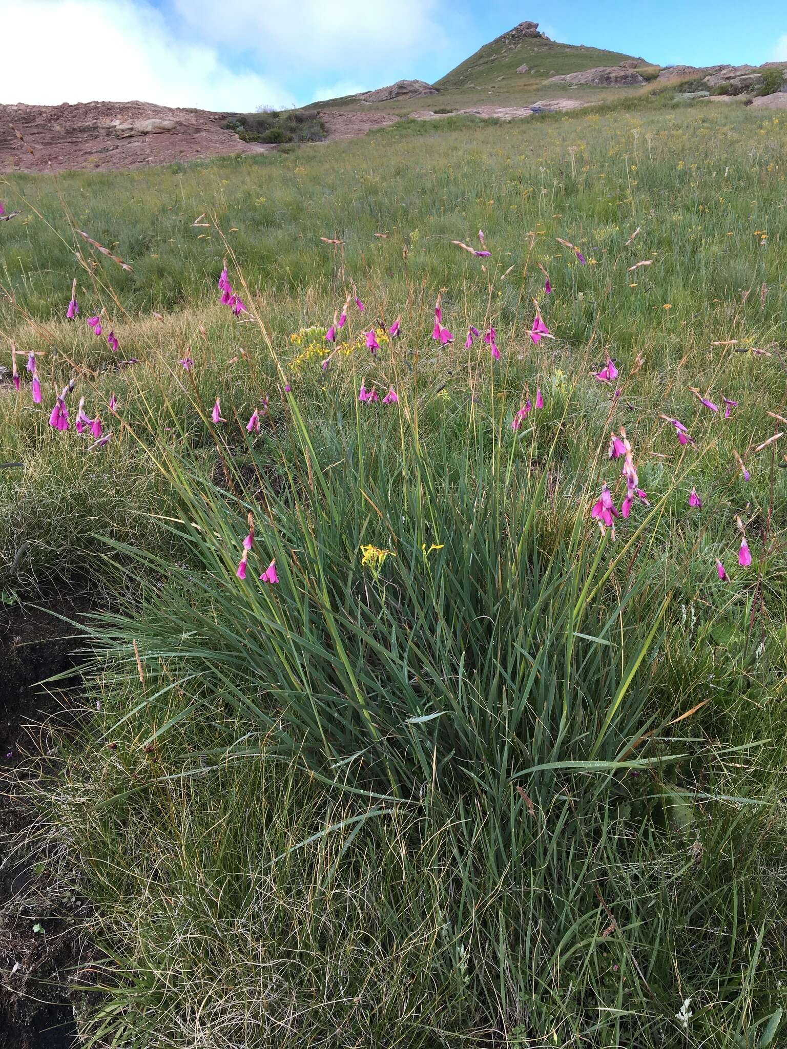 Imagem de Dierama robustum N. E. Br.