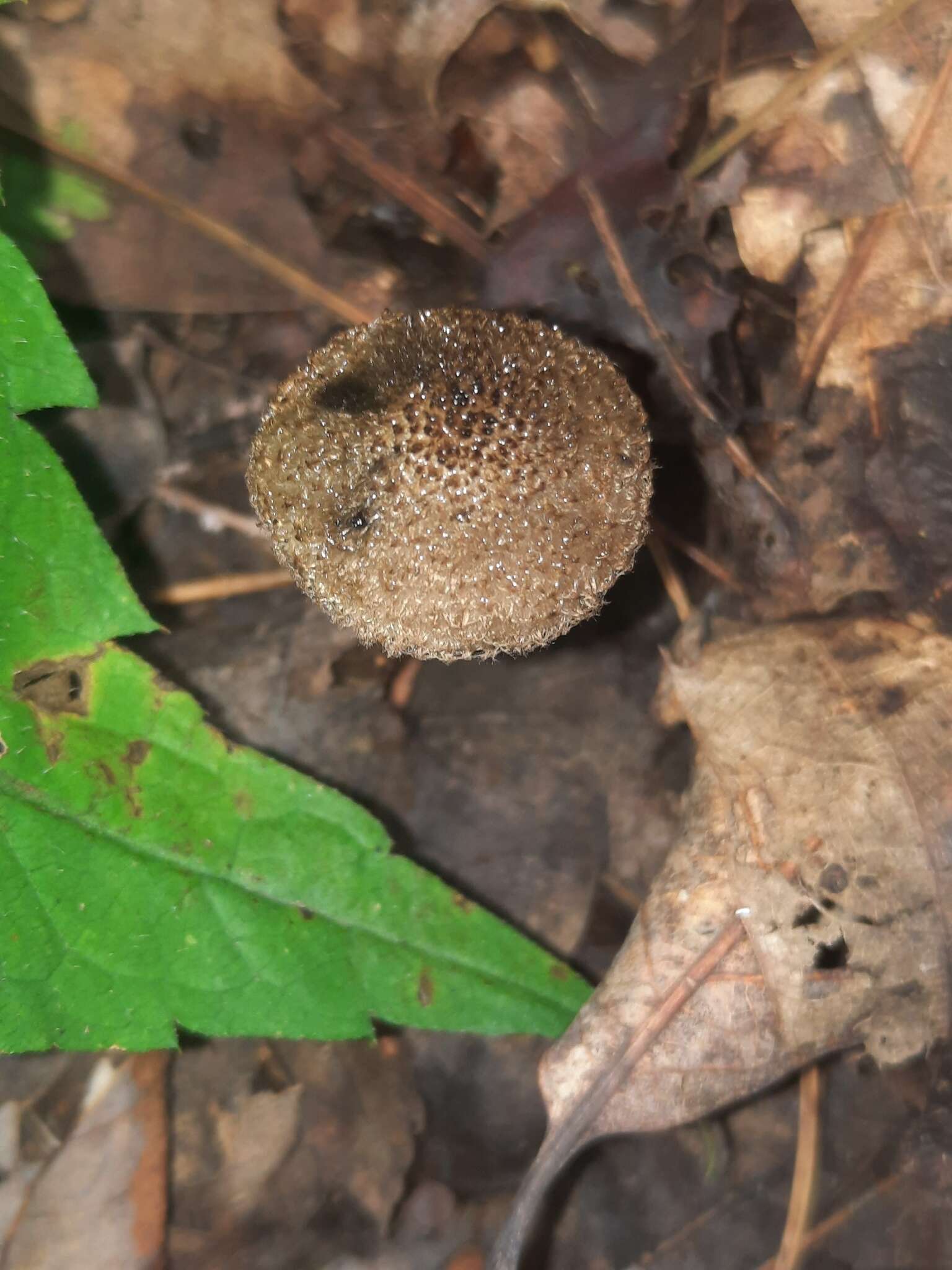 Imagem de Entoloma nodosporum (G. F. Atk.) Noordel. 1979