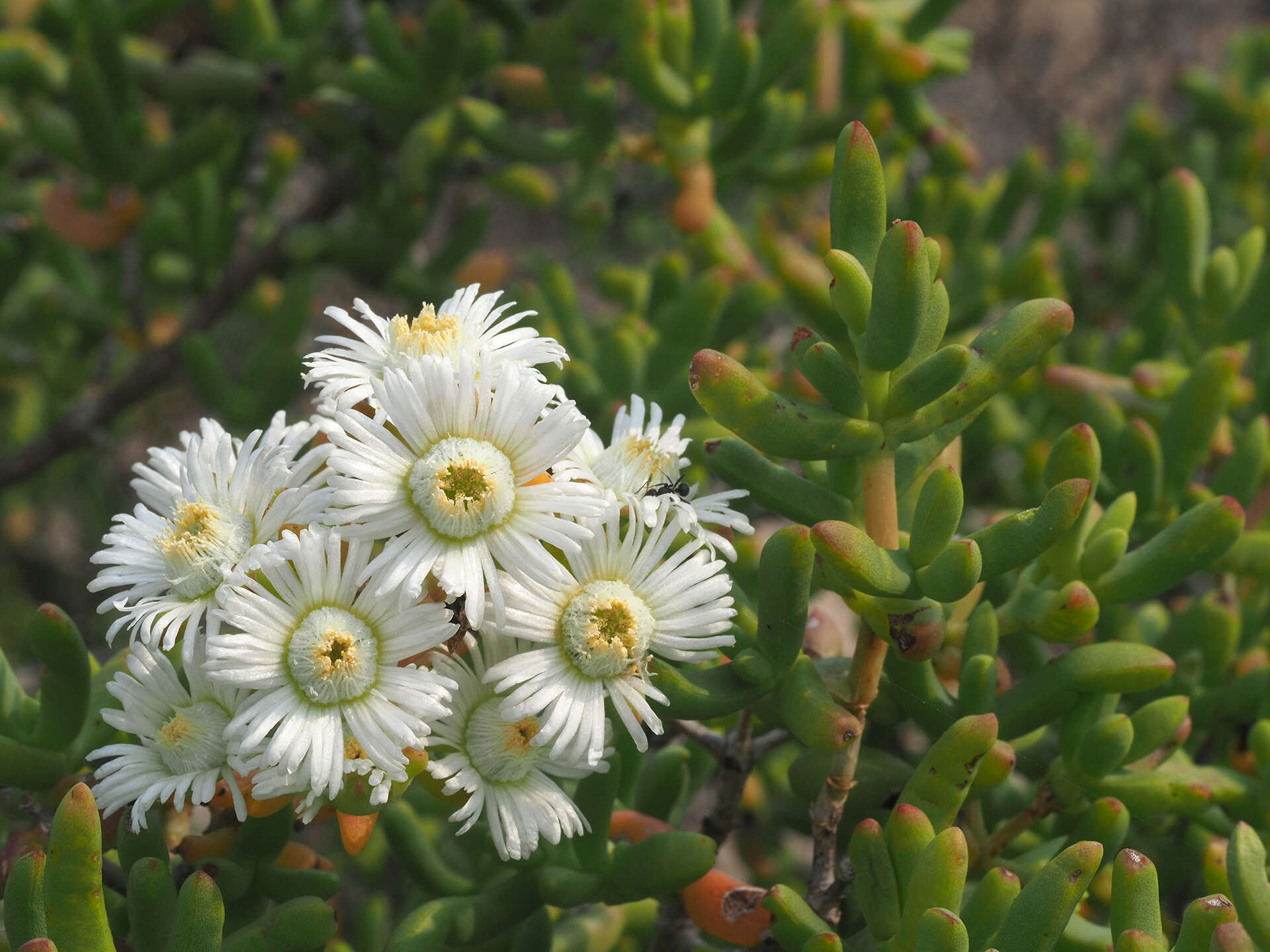 صورة Stoeberia utilis (L. Bol.) E. van Jaarsveld