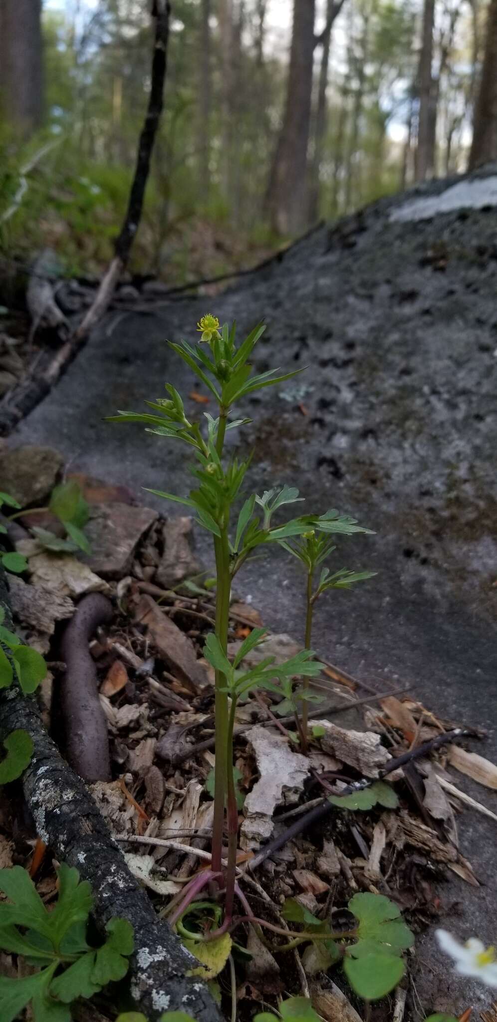 Imagem de Ranunculus allegheniensis Britton.