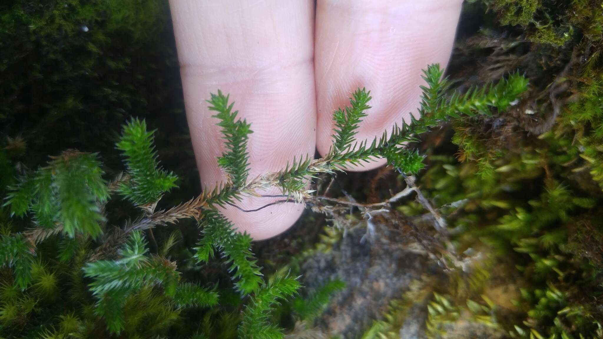 Image of Wallace's spikemoss