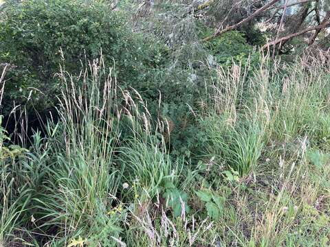 Image of Pacific reedgrass