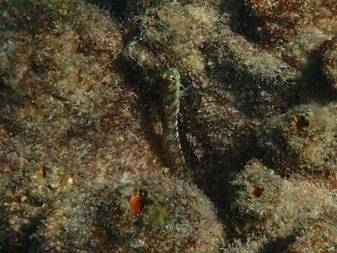 Image of Peacock Rockskipper