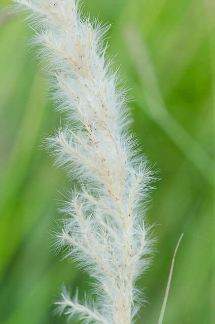 Imagem de Bothriochloa longipaniculata (Gould) Allred & Gould