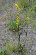 Image of Mt. Albert goldenrod