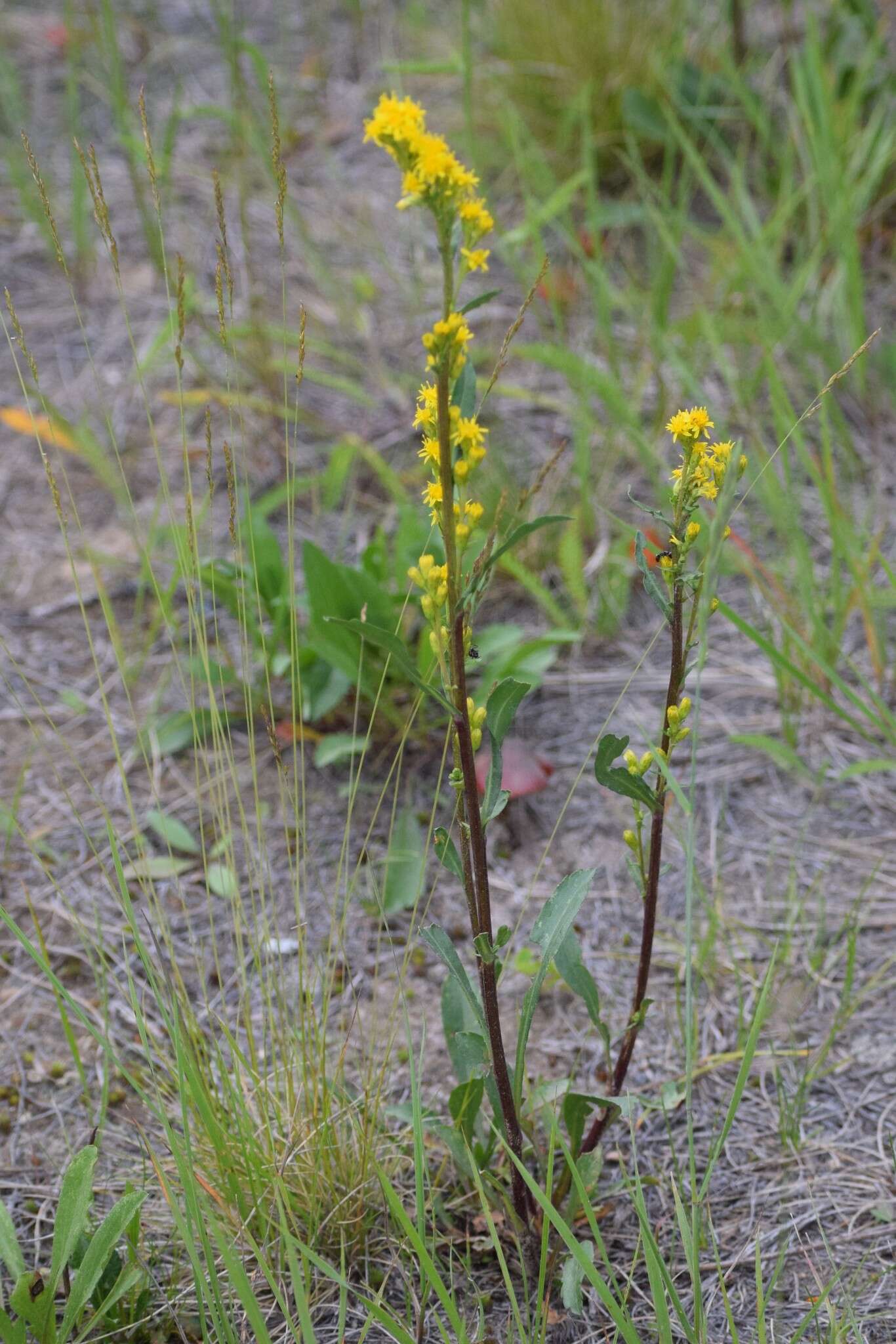 Image of Mt. Albert goldenrod