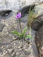 Imagem de Dodecatheon austrofrigidum K. L. Chambers