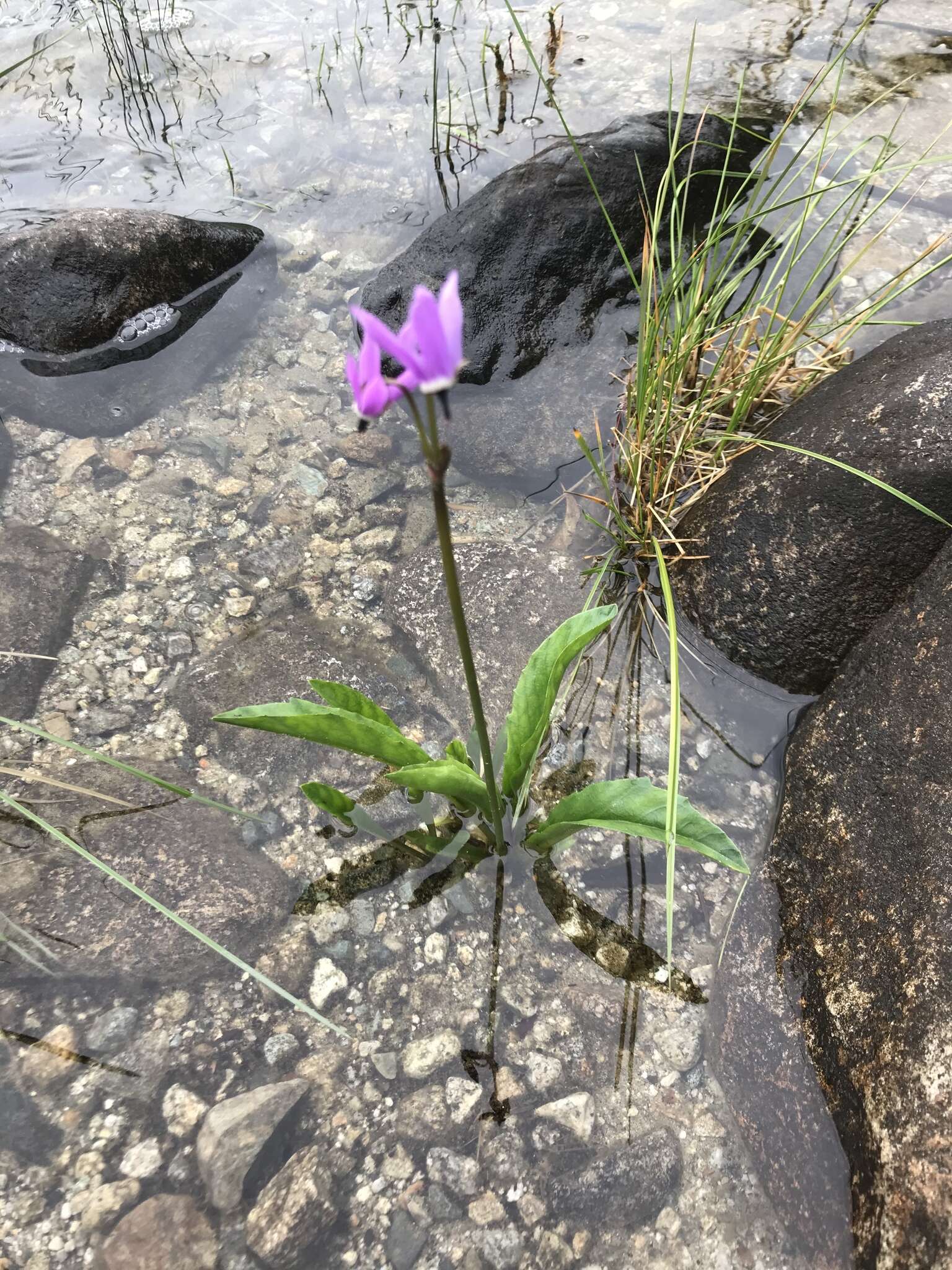 Imagem de Dodecatheon austrofrigidum K. L. Chambers