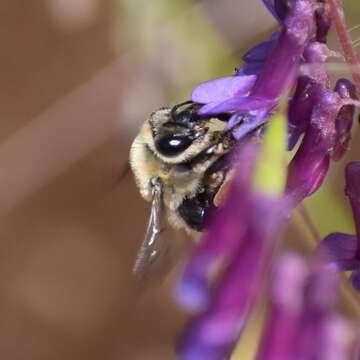 Image of Eucera frater (Cresson 1879)