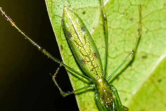 Image of Tetragnatha squamata Karsch 1879