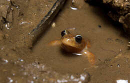 Image of Eupsophus altor Nuñez, Rabanal & Formas 2012