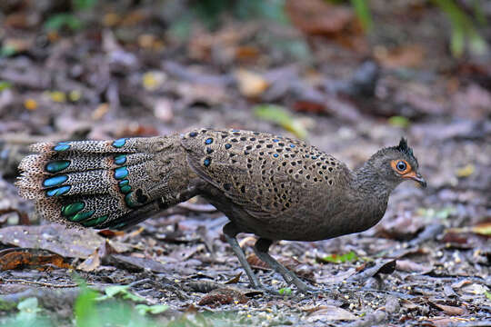 Image of Crested Peacock-pheasant