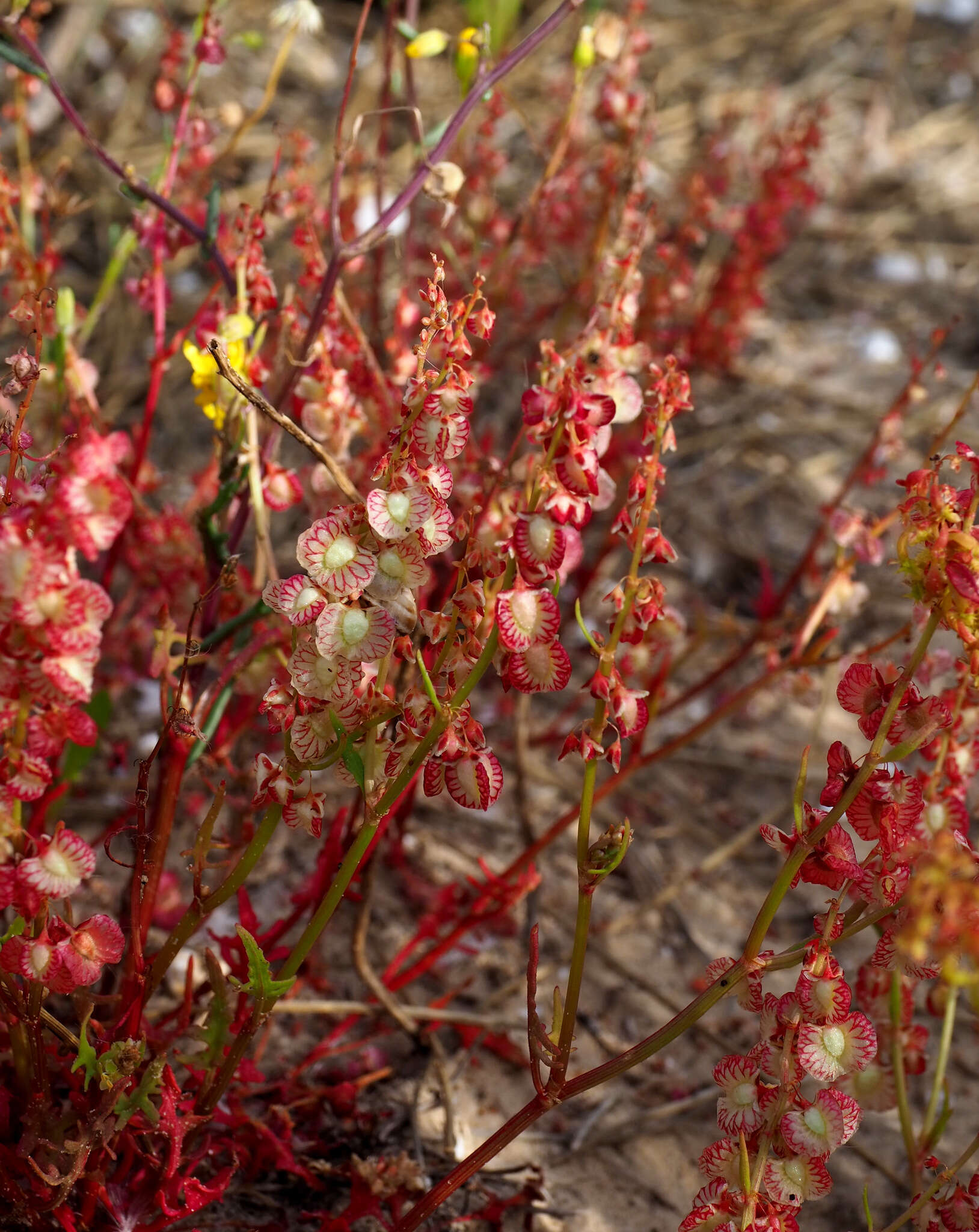 Rumex pictus Forsskál的圖片