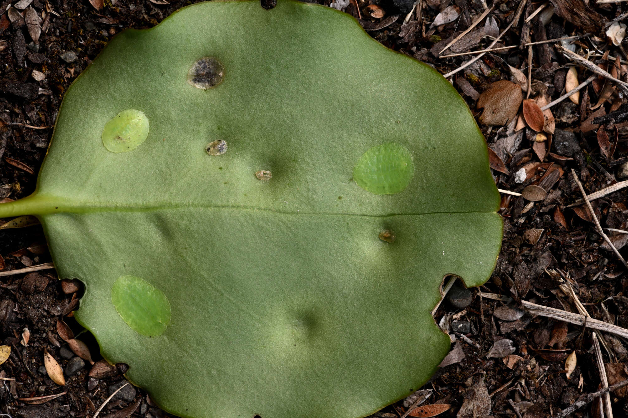 Image of Ctenochiton paraviridis Henderson & Hodgson