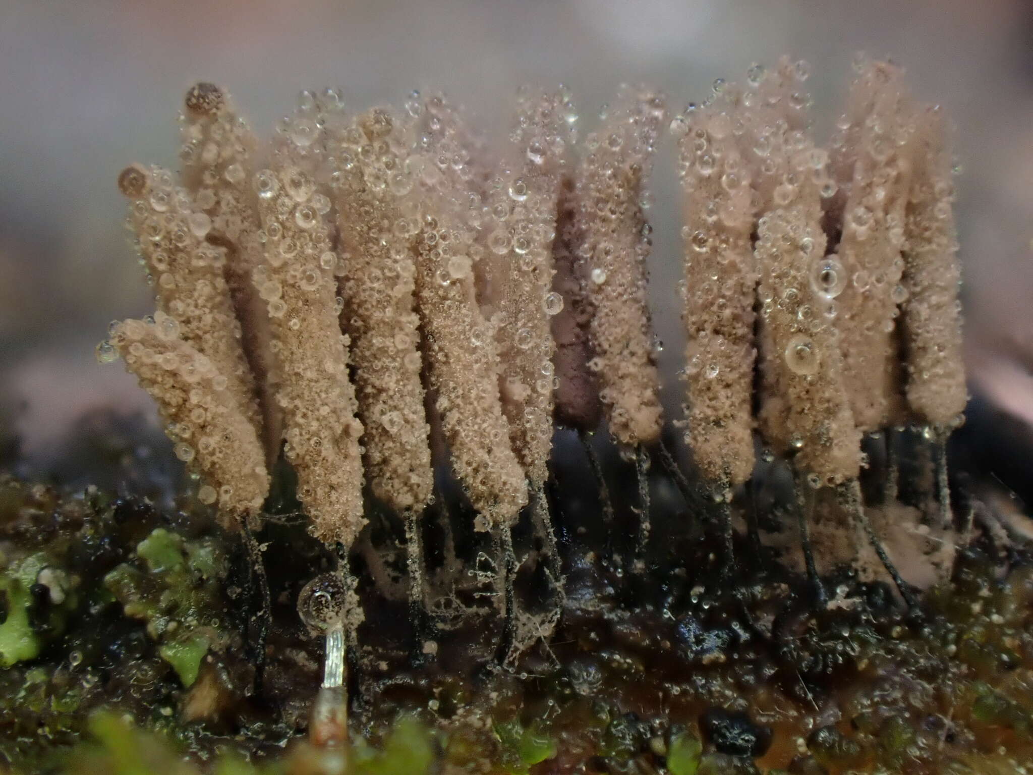 Image de Stemonitopsis amoena