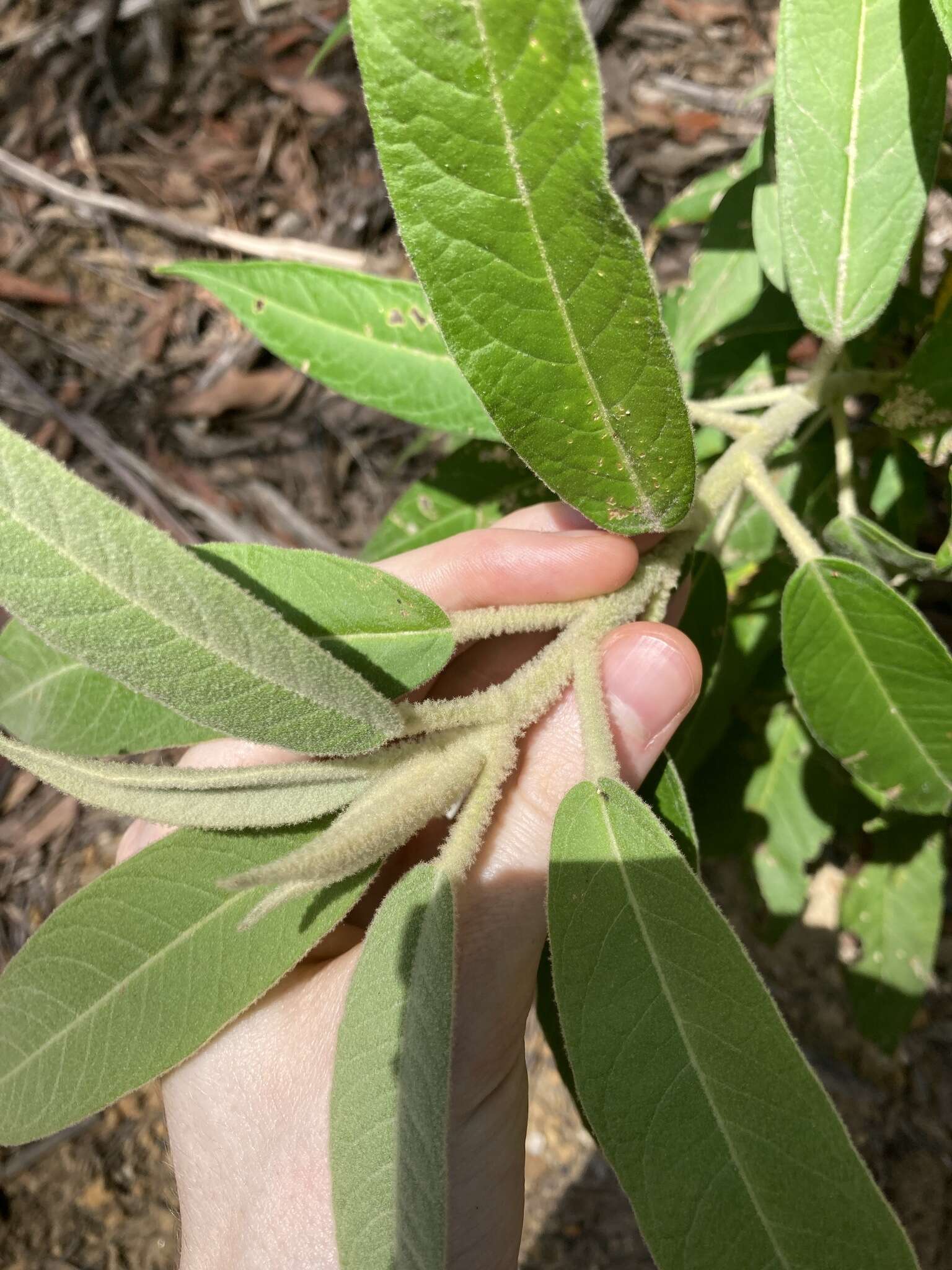 Image of Astrotricha floccosa DC.