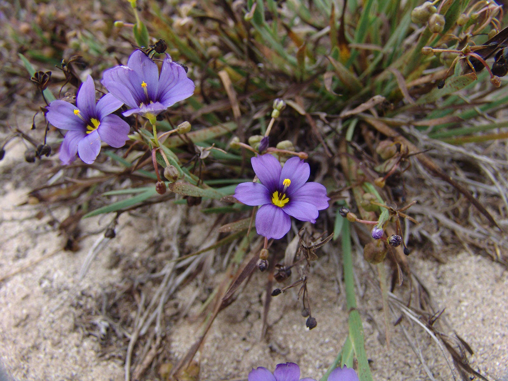 Image of western blue-eyed grass