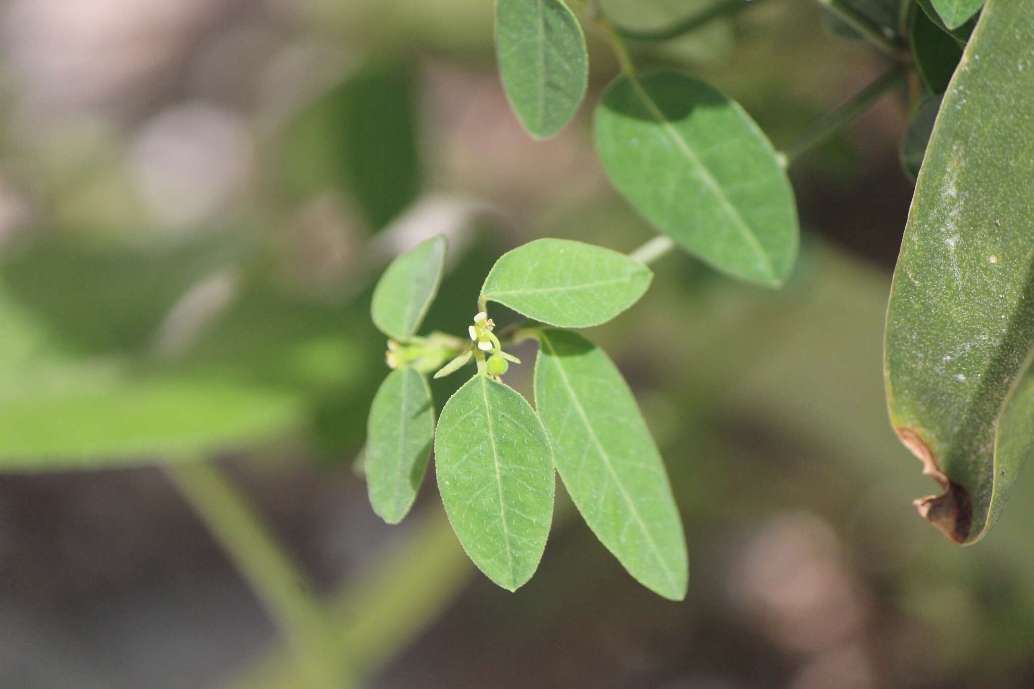 Image of Huachuca Mountain spurge