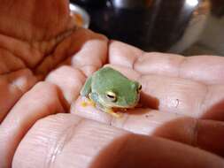 Image of Jayaram's bush frog