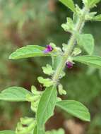 Image of Endostemon tereticaulis (Poir.) M. R. Ashby