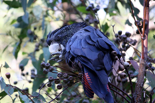 Image of Calyptorhynchus banksii naso Gould 1837