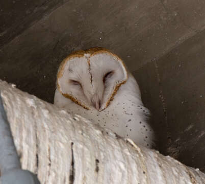 صورة <i>Tyto alba pratincola</i>