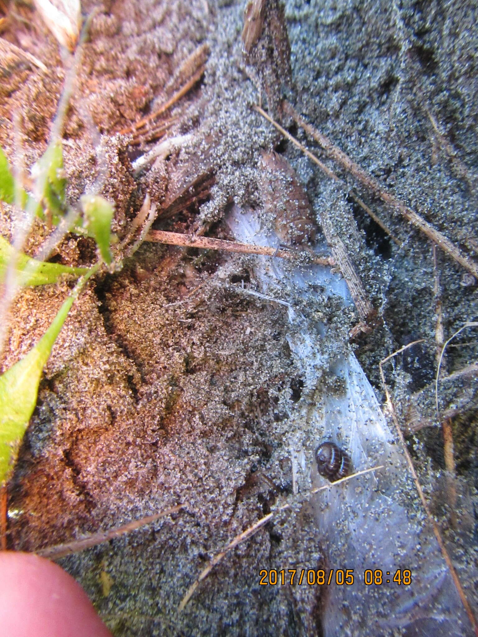 Image of Black tunnelweb