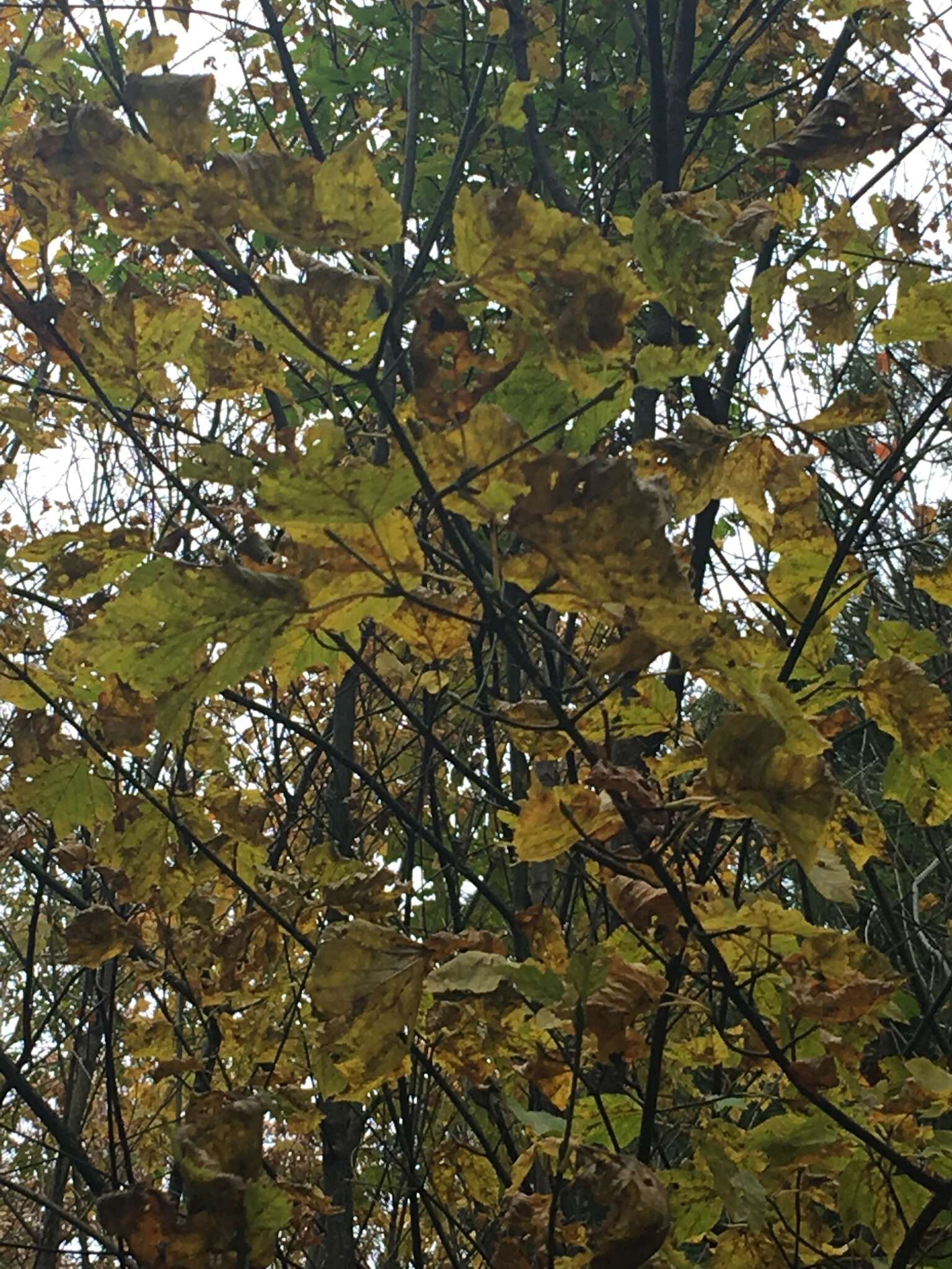 Image of Grey-budded snake-bark-maple