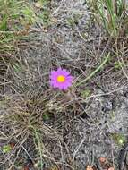 Image of Senecio arenarius Thunb.