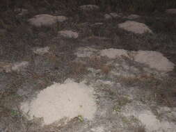 Image of Texas Pocket Gopher