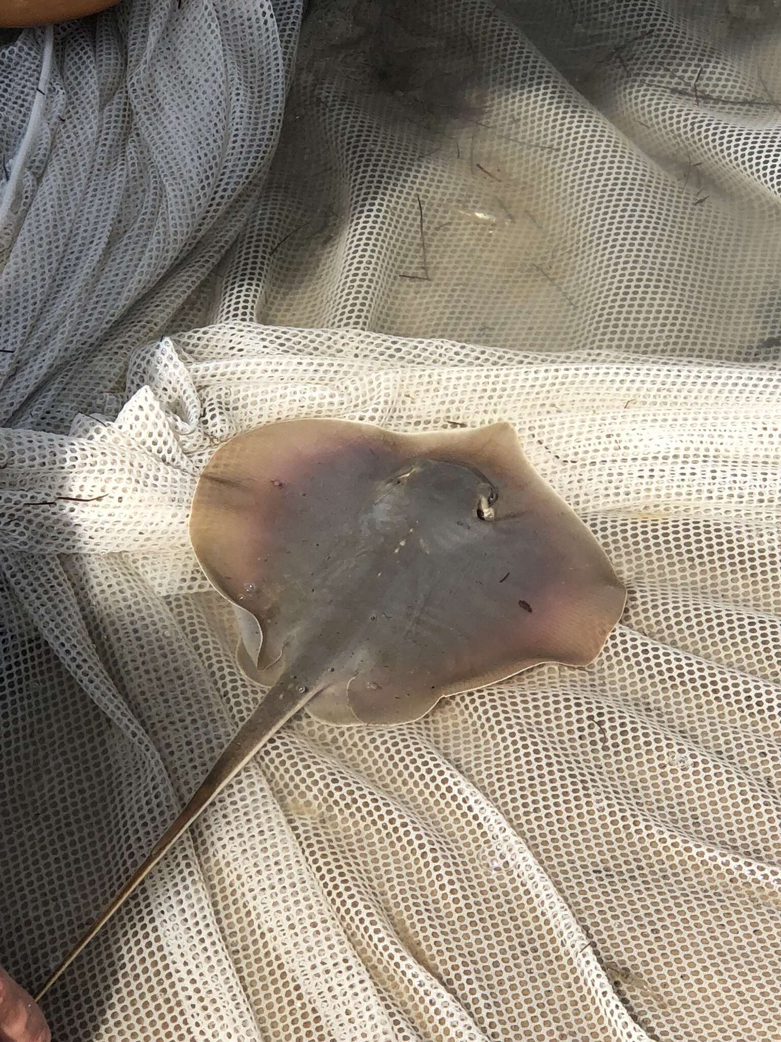 Image of Atlantic Stingray