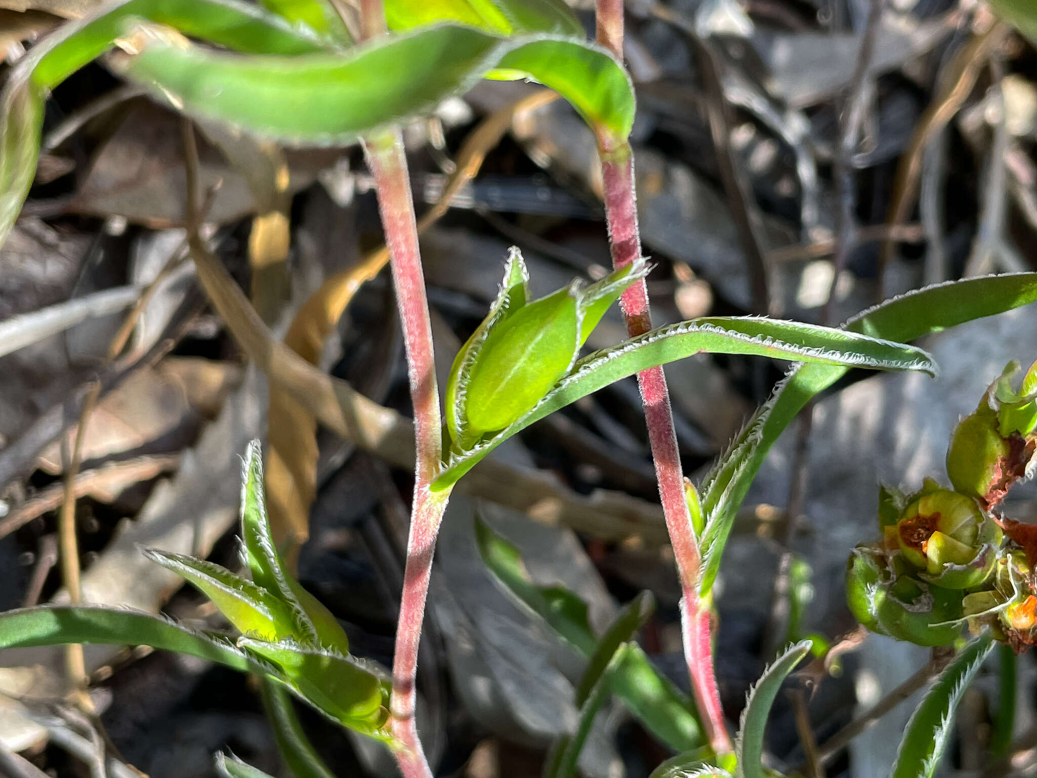 Image of Hibbertia vaginata (Benth.) F. Müll.