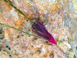 Image de Crupina crupinastrum (Moris) Vis.