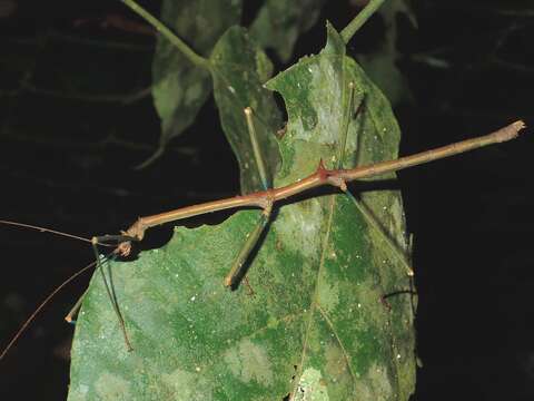 Image of Phenacephorus