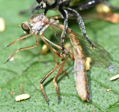 Image of Leptogaster flavipes Loew 1862