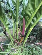 Image of Anthurium cubense Engl.