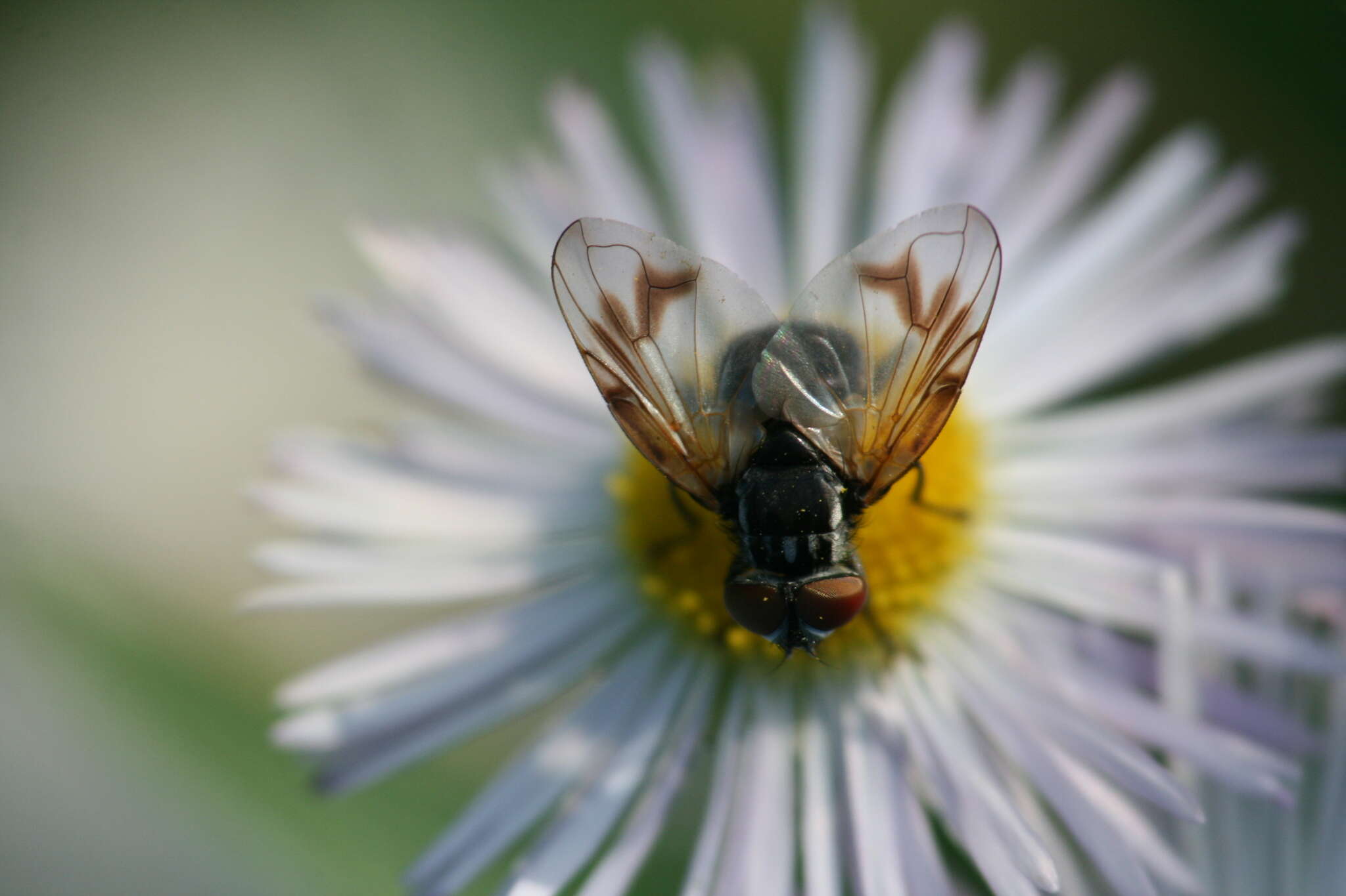 Image of Phasia obesa (Fabricius 1798)