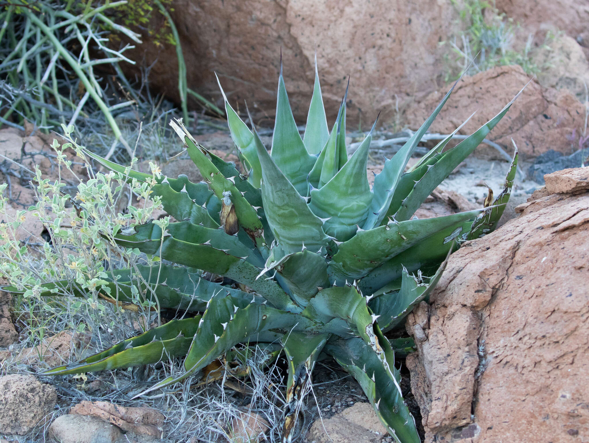 Слика од Agave sobria subsp. roseana (Trel.) Gentry