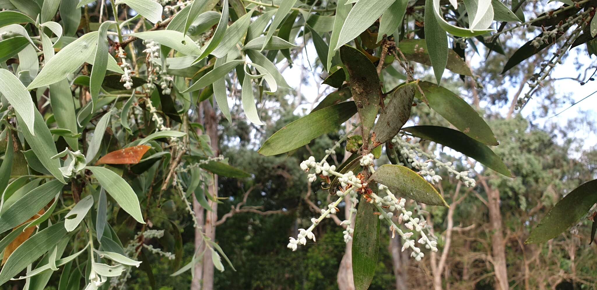 Sivun Melaleuca dealbata S. T. Blake kuva