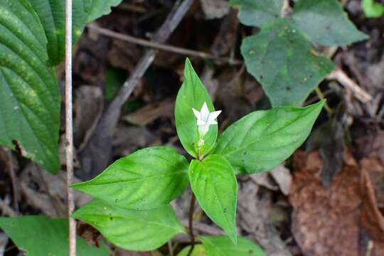 Imagem de Spigelia scabra Cham. & Schltdl.