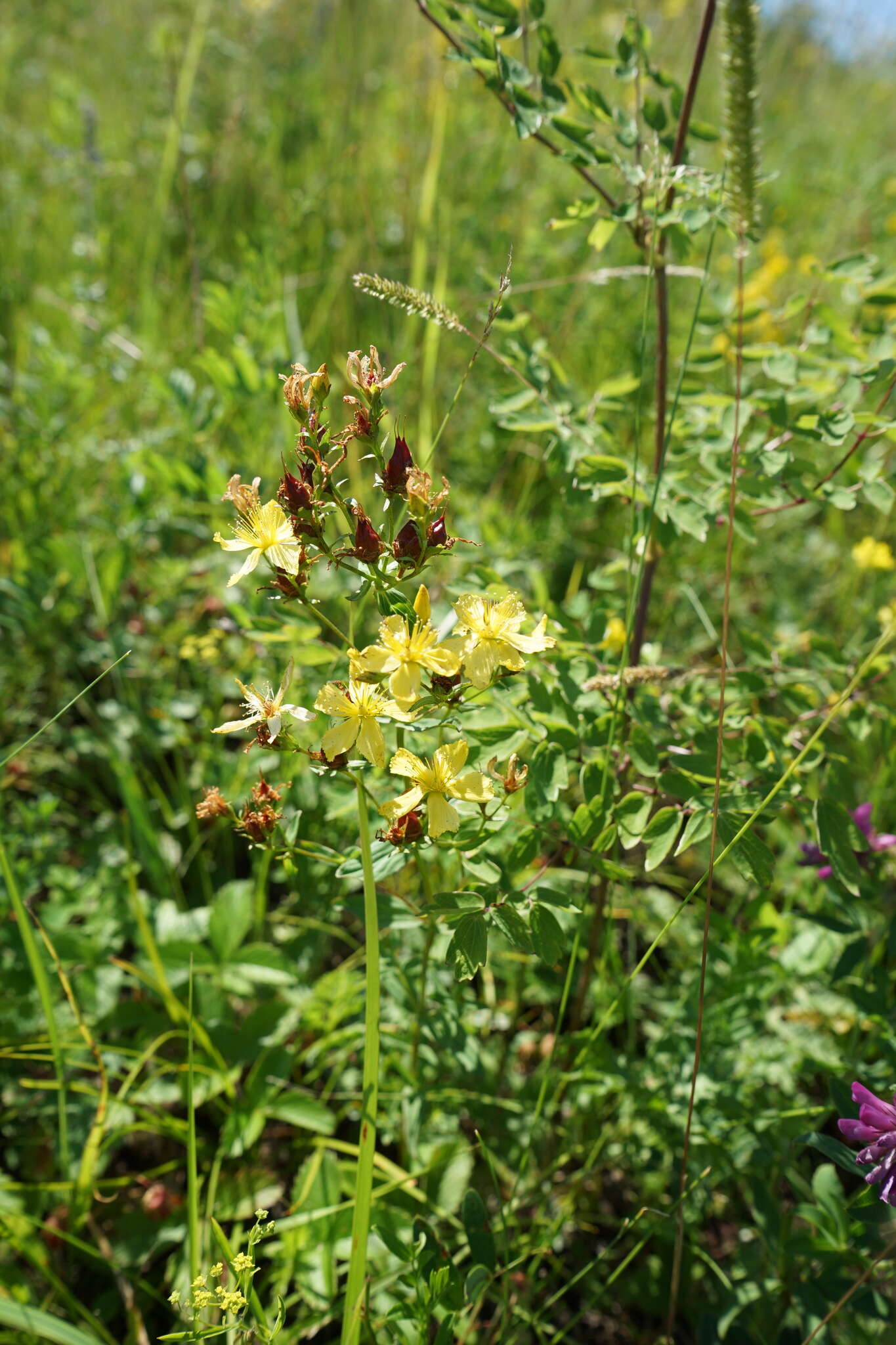 Image of Hypericum attenuatum Fisch. ex Choisy