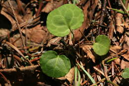 Image of Pyrola renifolia Maxim.