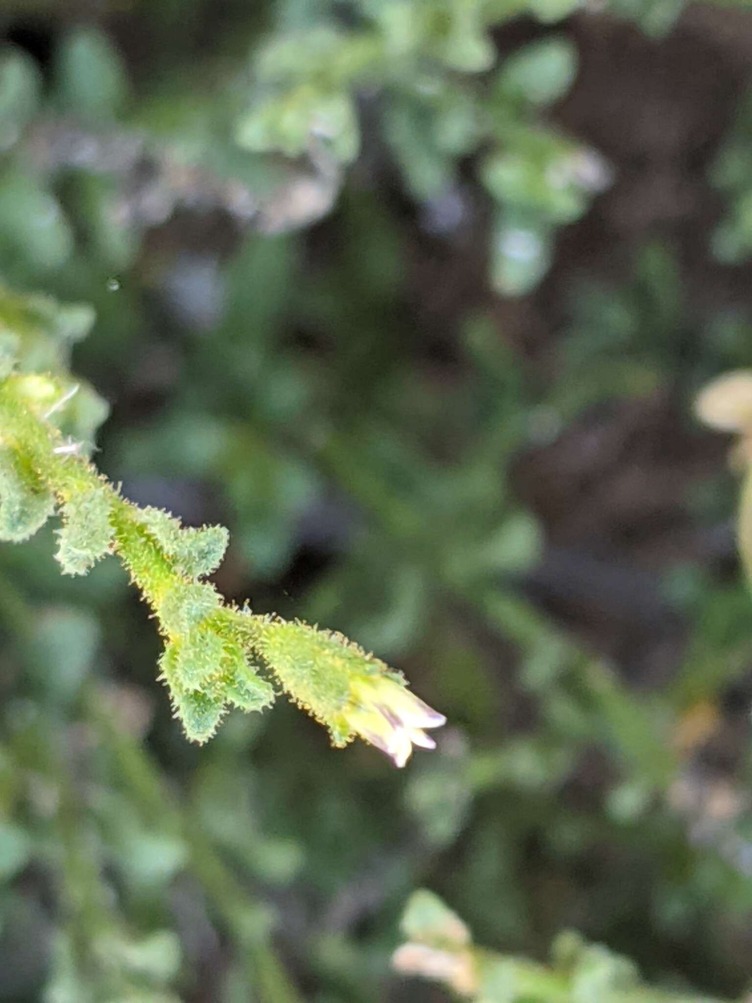 Plancia ëd Cyphanthera myosotidea (F. Müll.) L. Haegi