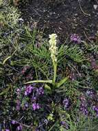 Image of Northern green orchid