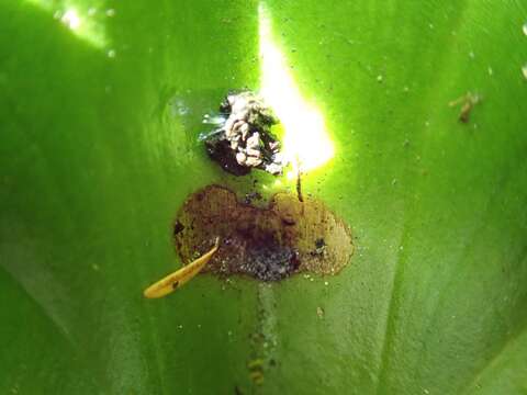 Image of Yellow-bordered Taildropper
